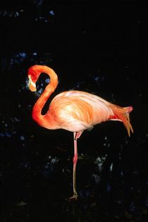 Pink Flamingo by David Lyons