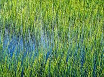 Mountain tarn. Summer by David Lyons