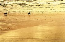 Freedom on the sands by David Lyons