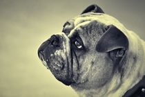 Old English Bulldog in black and white by kattobello