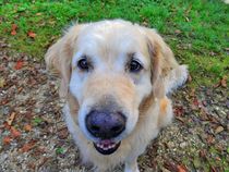 Golden Retriever Selfie by kattobello