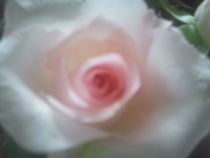 Rosenblüte in rosé by rianka