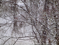 Winterlandschaft im Schneegestöber, winter and snow by Dagmar Laimgruber