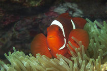 Anemonenfisch | In glühendem Rot von Ute Niemann