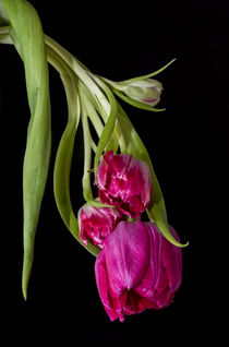 Tulpen by fotolos