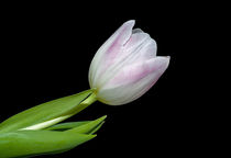 Tulpe by fotolos