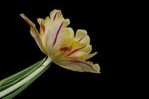 Tulpe von fotolos