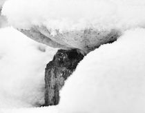 Baumpilz im Schnee by ysanne