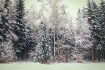 Winterwald IV by Christine Horn