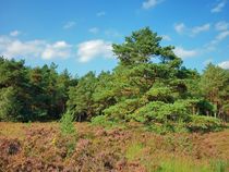 Lüneburger Heide by kattobello