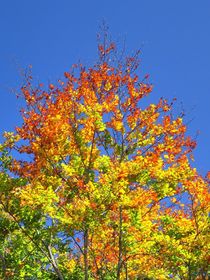 Herbstlaub 2 von kattobello