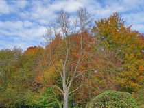 Herbstwald by kattobello