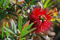 Maltese flowers... 3 by loewenherz-artwork