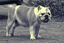 Englische Bulldogge von kattobello