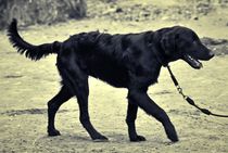 Flatcoated Retriever von kattobello