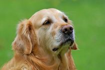 Golden Retriever 1 by kattobello