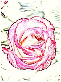Rose von kappelnation