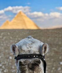 Camel pondering the Great Pyramids by Andy Doyle