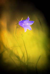 Quiet Evenenig At The Meadow by Dieter Müller