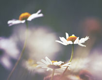 Moody Summer Meadow by Karen Black