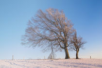 Windbuche im Abendlicht auf dem Schauinsland - Schwarzwald by Christine Horn