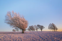 Windbuchen auf dem Schauinsland im Abendlicht - Schwarzwald by Christine Horn