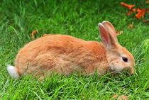 Zwergkaninchen auf der Wiese by kattobello