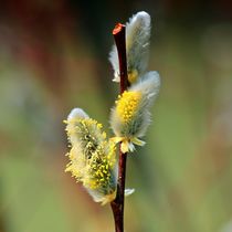 Frühlingserwachen by kattobello