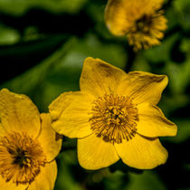 Buttercup ready for the bees. by Colin Metcalf