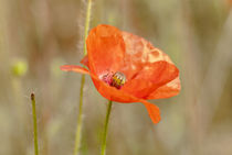 Mohnblume von Fernand Reiter