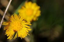 Huflattich - Tussilago farfara by kraeuterfotografie