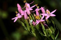 Tausengüldenkraut by kraeuterfotografie