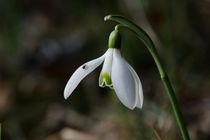 Ausschau nach dem Frühling by kraeuterfotografie