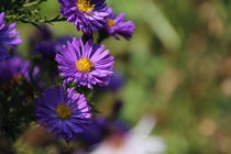 Herbstastern in voller Pracht by kraeuterfotografie