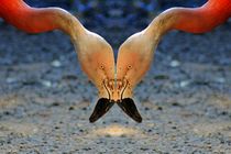 Flamingo Gruß by kattobello