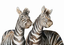 Zebras Watercolor von zapista