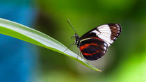 Butterfly by franziskus