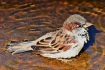 Spatz beim Baden von kattobello