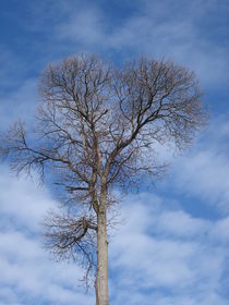 Baumkrone im Wolkenmeer von Andrea Köhler