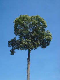 Edelkastanien-Baum-Krone im Sommer mit blauem Himmel by Andrea Köhler