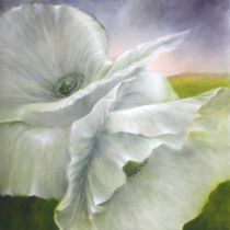 Weißer Mohn by Annette Schmucker