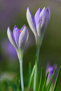 Der Frühling naht von Bernhard Kaiser