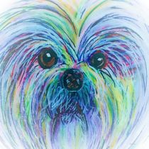 Shih Tzu Dreamy Focus by eloiseart