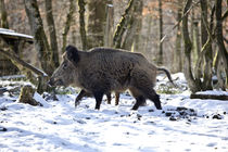 Keiler im Winterwald by Harald Schottner