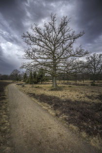 ... traum-baum by Manfred Hartmann