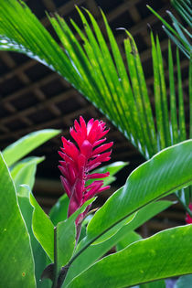 Red and tropical flower by Raquel Cáceres Melo