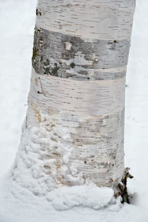 Birke im Schnee von Peter Bergmann