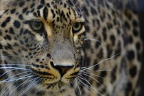 Leopard by René Lang