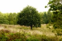 Der Baum by maja-310