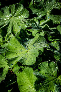 Natural Jewels by Colin Metcalf